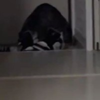 玄関で『猫が何かしている』と思ったら…飼い主大爆笑の『衝撃的な光景』が88万再生「うっとりしてて笑う」「マタタビ超えたｗ」と話題に