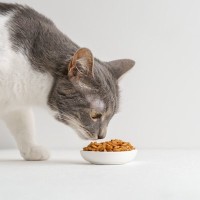 猫の『フード』を替えるべき4つのタイミング　見直しが必要な理由や切り替え時の注意点