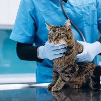 猫が同じ動作を何度もする『常同行動』とは？　ストレスとの関係性から適切な対処法まで