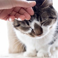 猫を不快な気持ちにさせる『NGな愛情表現』5選　愛しているのに嫌われる？やってはいけない理由も解説