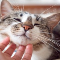『優しい猫』が持っている特徴5選　生まれつきなの？温厚な性格になる要因も解説
