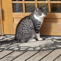 猫があなたの『外出を阻止』している行動5選　引き止める理由や上手な対応をご紹介