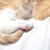 幸せそうに眠る保護子猫→『予想外の場所』に乗っていて…ほっこりする光景に８万いいね「あまりにも愛おしい」「安心するのかな」