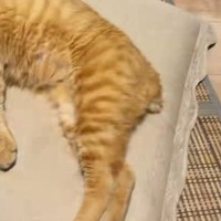 暑い夏、冷房の効いた涼しい部屋で猫が…とっても幸せそうな光景に癒される人が続出「気持ちよさそうｗ」「めっちゃリラックスｗ」と13万再生