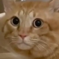 大きな雷の音が怖くて『ドアの隙間で固まる元野良猫』→動き出したと思ったら…予想外の『歩き方』に「初めて見たｗ」「めっちゃ可愛いｗ」の声