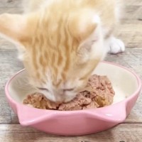 生後37日目を迎えた保護子猫→大好きな『ごはんの時間』になると…愛おしすぎる光景が47万再生「何をしても可愛い」「ずっと見ていられる」