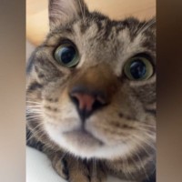 猫に『おはよう』を教えてみた結果…とんでもなく賢い『まさかの反応』が96万再生「ちゃんとお喋りしてるｗ」「すごいｗ」と驚きの声