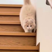 両足を揃えて1段ずつ階段をおりていた子猫→見違えるほど成長した『現在の様子』にほっこりする人が続出「すごい成長〜」「めっちゃかわいい」