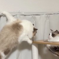 カーテンレールにしがみつく猫→少し離れたキャットタワーへ移ろうとして…「声出たｗ」「めちゃめちゃ笑った」まさかの光景が35万再生