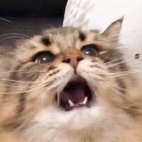 猫じゃらしに夢中になっている猫→捕まえようと大きく口を開けた瞬間…迫力ありすぎる『表情』に５万いいね「可愛すぎるわ」「アニメみたい」