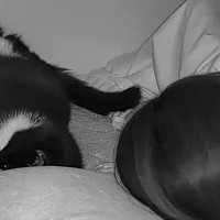 夜中の寝ているときの様子を『ペットカメラ』で確認したら…愛猫がとった行動に「あかん泣く」「尊すぎて涙が出てきた」と６万いいね