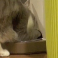 ふと見ると、自動給餌器の前にいた猫→前足を突っ込んで…思わず笑ってしまう行動が20万再生「めっちゃ可愛いｗ」「本当に賢いね」