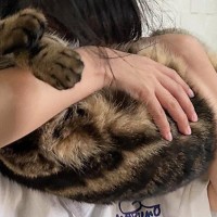 女の子に抱っこされて猫吸いされるキジトラ猫→『表情』をよく見ると…まさかの反応に「可愛すぎるｗ」「ちょっとしたアトラクションｗ」の声