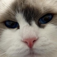 ふわふわの長毛猫→立派に成長した『耳毛』を軽く整えると…まさかの光景に「ぱっと見本体がどっちか分からんｗ」「えーツノみたい」と話題に