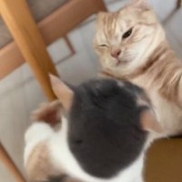 箱の取り合いでポコスカ叩き合う猫たち→『二階建てハウス』を用意した結果…微笑ましい光景に３万いいね「ポコスカ可愛すぎ」「たまらんｗ」