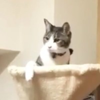 キャットタワーのハンモックでくつろいでいた猫→女の子に誘われると…想像以上に仲良しなふたりの『可愛すぎるやり取り』が16万再生
