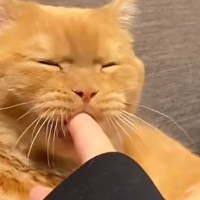パパに内緒でママの指をカミカミしていた猫…バレそうになって見せた『まさかの表情』に23万いいね「なんちゅー顔ｗ」「浮気がバレた瞬間ｗ」