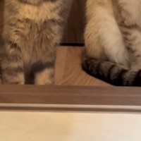 ドライヤーが終わるのを近くで待っていた2匹の猫…『表情と耳』があまりにも可愛すぎると31万再生「ジワジワかかる圧ｗ」「やだよねー音ｗ」