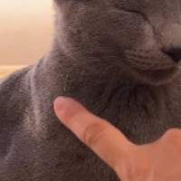 座ったままの状態で『熟睡していた猫』→ツンツンと触ってみると…まさかの光景が35万再生「ずっと見ていられるｗ」「なんて可愛いのｗ」