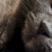 『冷蔵庫の上にいる猫』を撮ろうとカメラを向けたら…次の瞬間→予想外の『アイドルのような行動』に１万いいね「ファンサ頂いたｗ」「きゃあ」