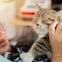 高齢化で支出が拡大傾向に　「愛する猫のための市場」が急成長　香港