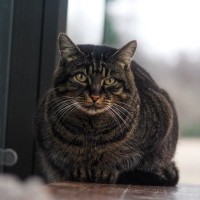 抜群の魅力で利用客のマスコットになった茶トラたち！　台湾で人々に愛される「バスターミナル猫」と「鉄道駅猫」