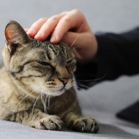 15年間にわたって官邸勤務を続け、このたび7人目の首相を迎えた「伝説のネズミ捕り主任」猫　英国