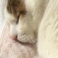 気持ちよさそうに眠る猫を見たら、ボディが…もはや猫に見えない『まさかのシルエット』が話題に「枕みたいで笑ったｗ」「はんぺんかな」