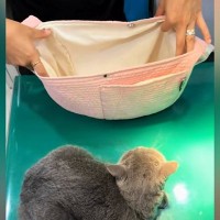 診察台の上でじっとしていた『病院嫌いの猫』…バッグを見せた瞬間の『可愛すぎる行動』が370万再生「全部が可愛い」「頑張ったねｗ」