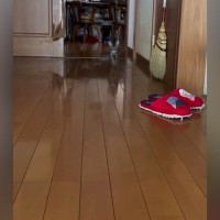 飼い主が帰宅すると、廊下の奥から『小さな子猫』が…たまらなく可愛い『お出迎え』に１万いいね「小走りなの嬉しすぎる」「最高のごほうび」