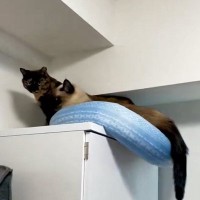 『落ちそうになっていた猫』を救出しようとした結果…同居猫による『裏切り』の瞬間に爆笑の声続出「心配した通りの展開ｗ」「決定的瞬間ｗ」