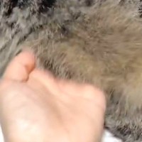 くつろぐ猫→飼い主がお腹のあたりを優しく触ると…ずっと見ていたくなる光景に４万いいね「幸せが詰まってる」「私もやりたい」