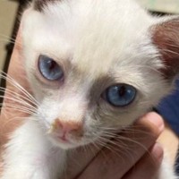 迎えたときはほとんど白かった子猫→成長するにつれ、ハチワレ模様が出てきて…別猫のような『変化』に３万いいね「完全に詐欺ｗ」「声出た」