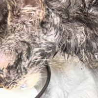 全身ベタベタでガリガリだった子猫が、１か月後…別猫のような『劇的なビフォーアフター』に感動の声「本当によかった」「めっちゃ可愛い」
