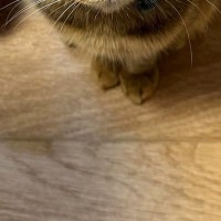朝、パンを食べていると足元で猫たちが…微笑ましい光景に１万いいね「ちっこくて可愛いｗ」「食べづらいねｗ」と笑顔になる人が続出