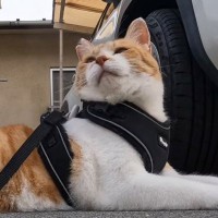 朝５時に目を覚ました元野良猫→日課の散歩に出かけると、大好きなおっちゃんを発見して…微笑ましい光景が126万再生「可愛すぎ」「癒された」
