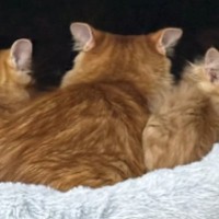 窓辺のハンモックの上で並ぶママ猫と子猫たち…半年後に撮影された『素敵な光景』が31万再生「ウルっときた」「めちゃめちゃ可愛い」