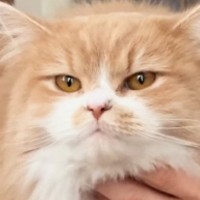 冬はフワフワの毛で覆われている猫→夏になると、『まるで別猫』のようになって…衝撃のビフォアフが10万再生「すごい違い」「えー驚いた」