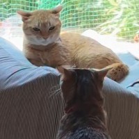 猫を連れて帰省→実家の猫とのやり取りを見ていると…他人の家とは思えない『まさかの光景』が221万再生「図々しいｗ」「フェードアウトｗ」