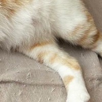 雨の日に保護された子猫→愛情を注がれて育った結果…幸せあふれる『現在の様子』に１万いいね「完全に野生を忘れてるｗ」「かわいいｗ」