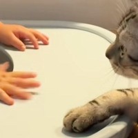ベビーチェアに座る赤ちゃんが机を叩こうとすると…目の前の猫が見せた『優しすぎる止め方』が28万再生「教育してもらおうｗ」「第二のママ」