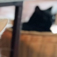 悲しそうな声で鳴いていた猫→様子を見に行くと、『お気に入りのベッド』が取られていて…『まさかの表情』に２万いいね「めちゃ可愛いｗ」