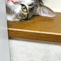 窓際からひょっこり顔を出した猫→『表情』が……キュンとくる光景に「おしゃれな雑誌の表紙にありそう」「きゃたまらん」と反響