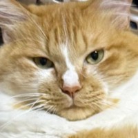 実家に帰省すると見たことのない『デカ猫』が…想像以上の『くつろぎっぷり』に２万いいね「態度もデカそう」「誰おまえ新人？みたいなｗ」