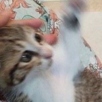 SNSに投稿しようと保護子猫を撮影→全然綺麗に撮れなくて…笑ってしまう光景に１万いいね「元気いっぱいｗｗ」「躍動感がすごい」