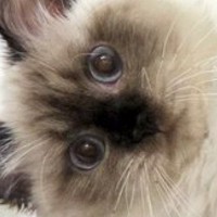 『ケージの上で寝ている猫』を見たら、ありえない体勢で…まさかの光景に２万いいね「筋肉がプルプルしそうｗ」「体幹がしっかりしてる」