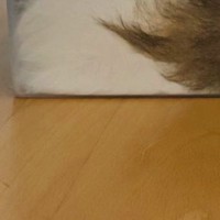 帰宅したら猫が透明な箱にすっぽりと収まっていて…もはや猫に見えない『衝撃の光景』に「何が何だかわからんｗ」「マーブルパウンドケーキ」