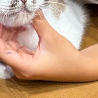 夏休みに突入した息子→大喜びで『猫』を抱きかかえたら…まさかの『猫の表情』に１万いいね「最高すぎるｗ」「巻き込まれてて可愛いｗ」