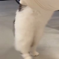 ハンモックの上に挟まっているおもちゃを『取ろうとした猫』…可愛すぎる『動き』が51万再生「しっぽ踏むのかわいいｗ」「酔っ払いすぎｗ」