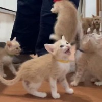ごはんの準備を始めると、『子猫たち』が…想像を超える『全力アピール』に「地獄のような天国ｗ」「体に貼り付けるｗｗ」と爆笑の声続出